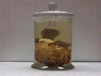 藏品(康氏躄魚)的圖片